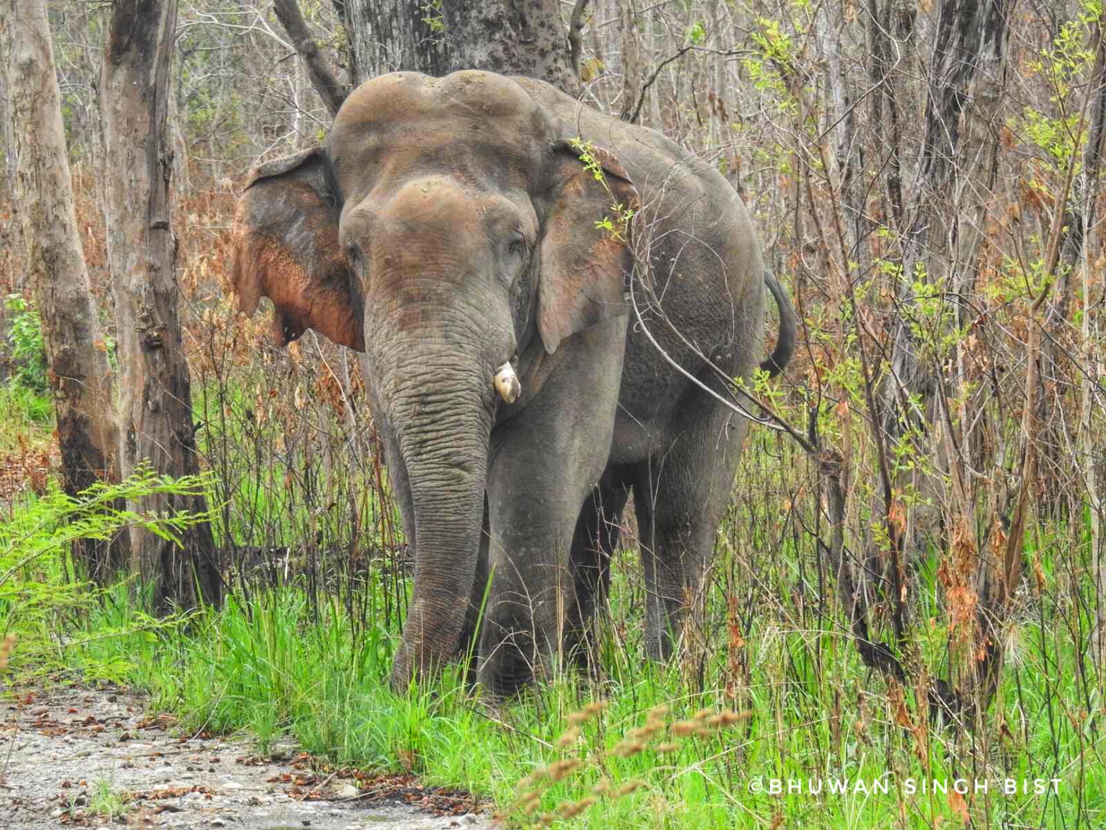 Asian elephant